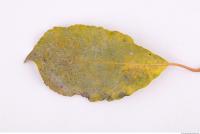 Photo Texture of Leaf 0092